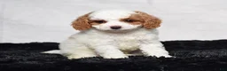 Cavapoo dogs for sale: Waldo - Ad 2