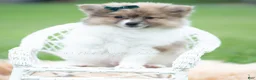 Pomeranian dogs for sale: Conrad - Ad 4