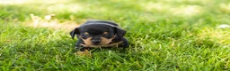 Miniature Dachshund dogs for sale: Oscar  - Ad 3