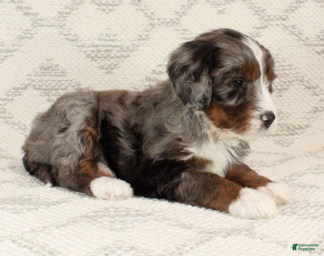Bernedoodle dogs for sale: Bella - Ad 2