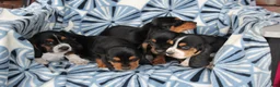 Basset Hound dogs for sale: Mr. Socks - Ad 5