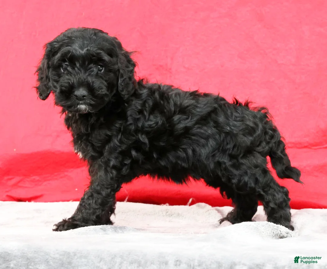 Cavapoo dogs for sale: Dorthea - Ad 1