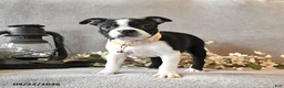 Boston Terrier dogs for sale: Roxie - Ad 2