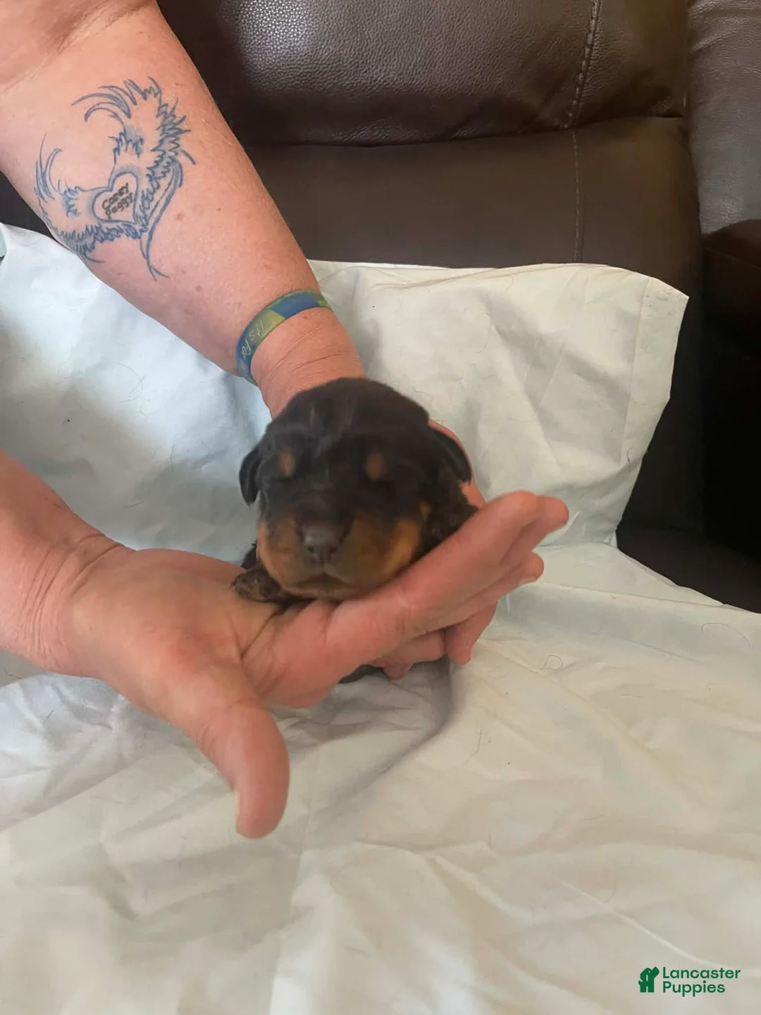 Rottweiler dogs for sale: Rottweiler Puppy 3 Cash - Ad 1