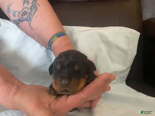 Rottweiler dogs for sale: Rottweiler Puppy 3 Cash - Ad 2