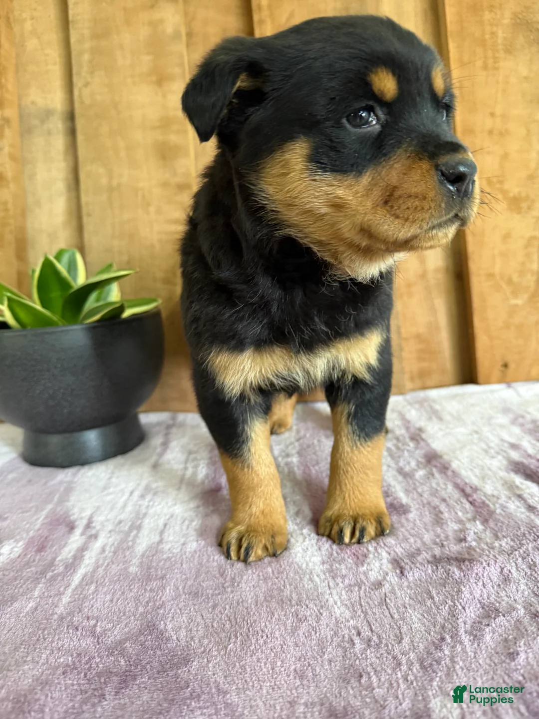 Rottweiler dogs for sale: Lucy - Ad 13