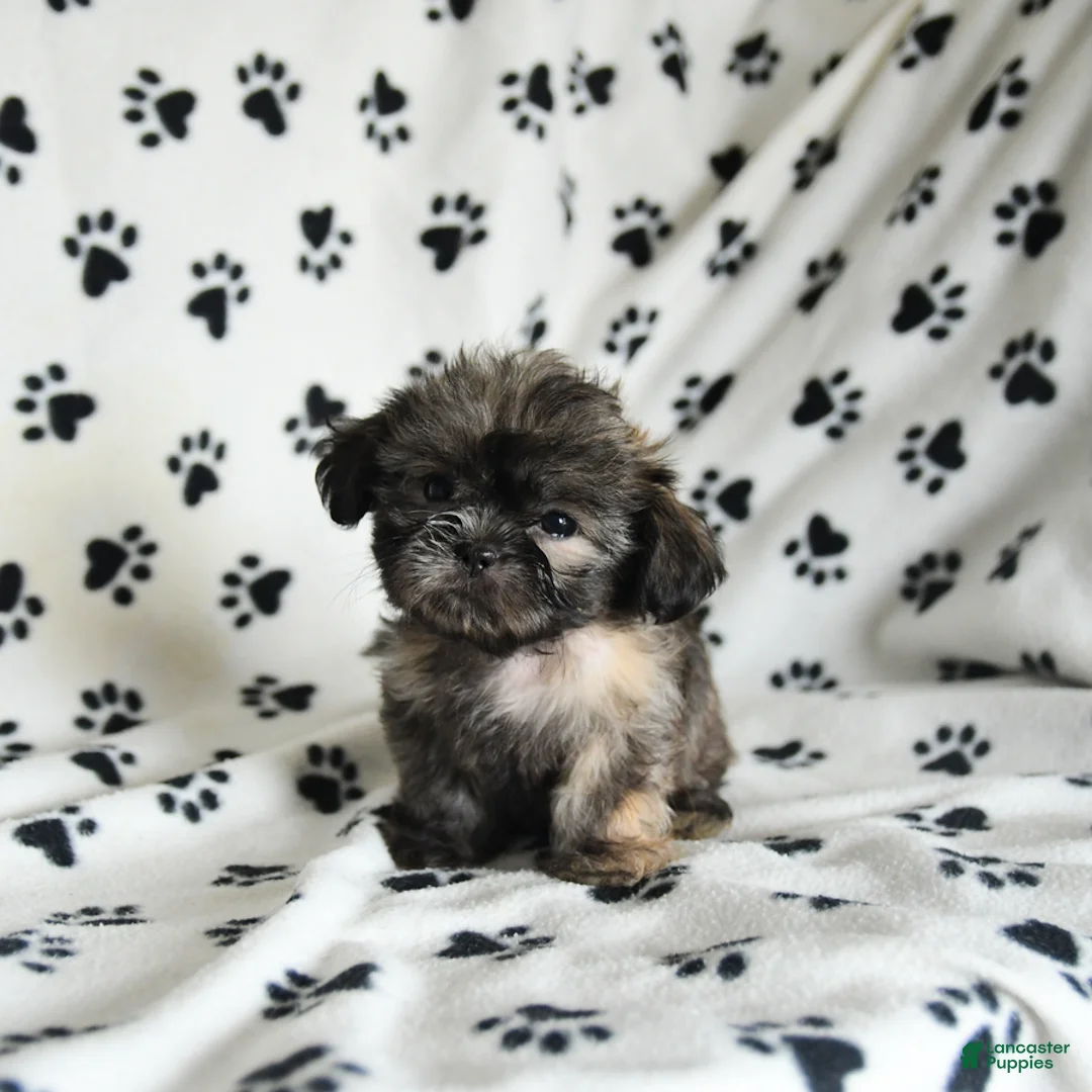 Shih Tzu dogs for sale: Zinnia - Ad 5
