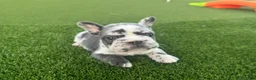 French Bulldog dogs for sale: Electra - Ad 3