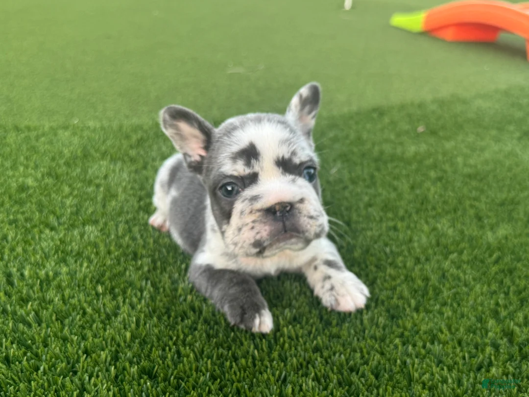 French Bulldog dogs for sale: Electra - Ad 3