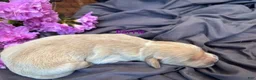 Golden Retriever dogs for sale: Carrie - Ad 2