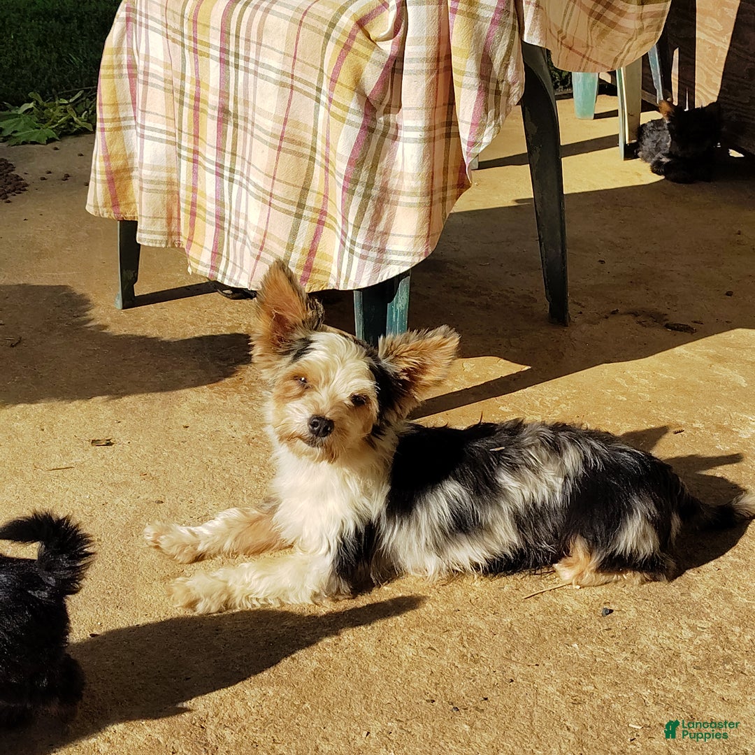 Pomchi dogs for sale: Monte - Ad 4