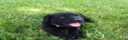 Labrador Retriever dogs for sale: Rose  - Ad 2