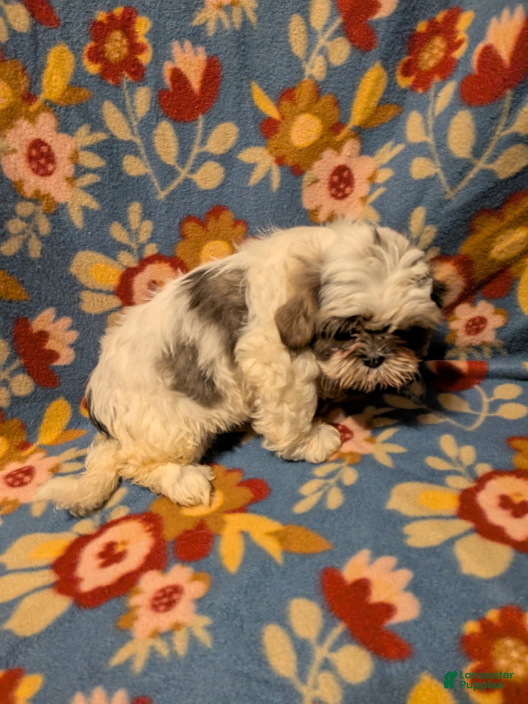 Shih Tzu dogs for sale: Skylar  - Ad 4