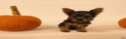 Yorkshire Terrier dogs for sale: Mia  - Ad 5