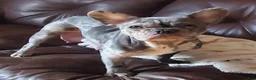 French Bulldog dogs for sale: Tank - Ad 5