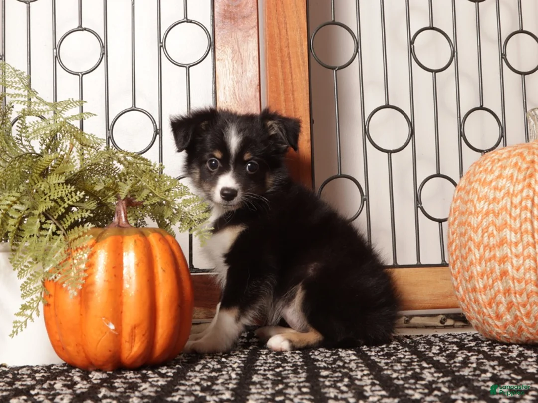 Miniature Australian Shepherd dogs for sale: Sienna - Mini Aussie  - Ad 3