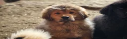 Tibetan Mastiff dogs for sale: Tibetan Mastiff Puppy 5 - Ad 1