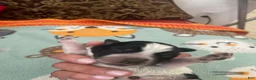 Australian Cattle Dog dogs for sale: Australian Cattle Dog 3-Pluto - Ad 3