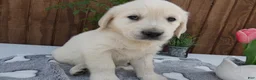 Golden Retriever dogs for sale: Golden Retriever 4 Hunter - Ad 2