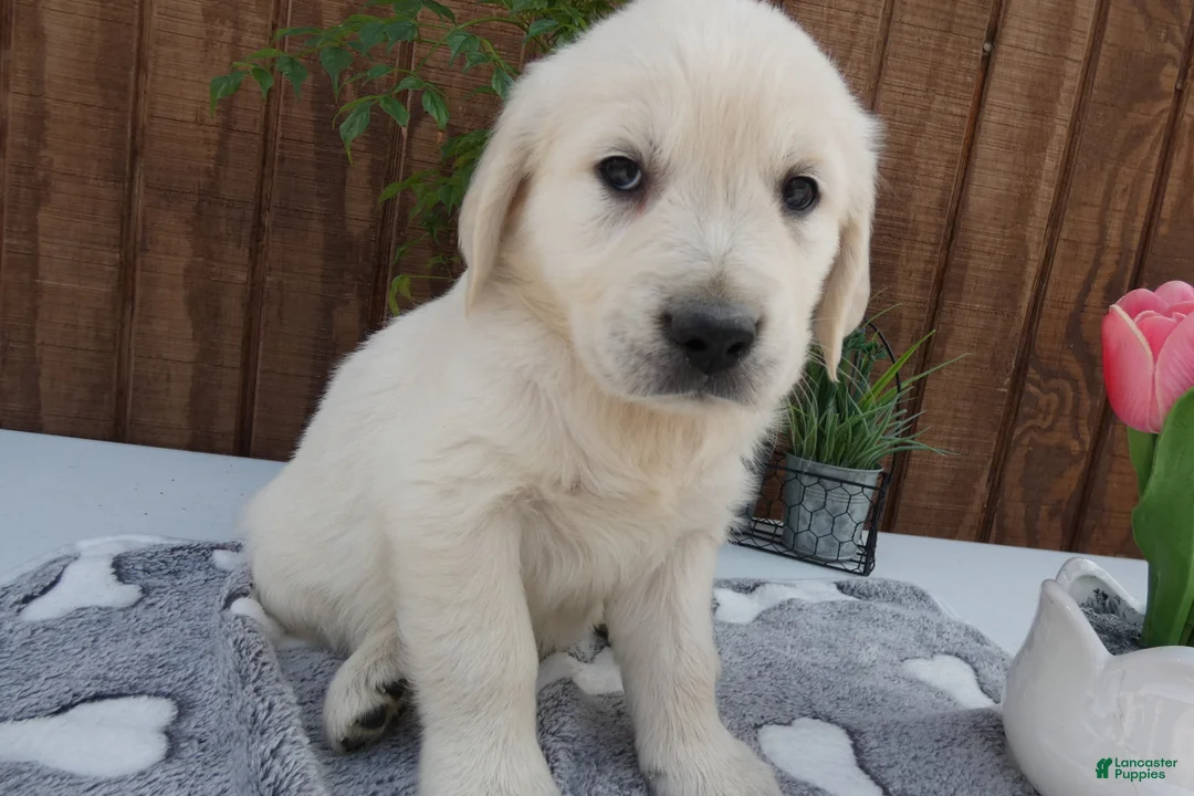 Golden Retriever dogs for sale: Golden Retriever 4 Hunter - Ad 2