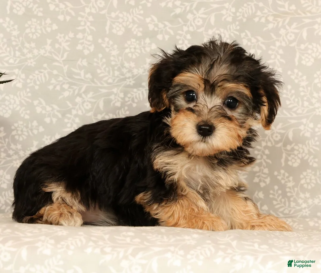 Yochon dogs for sale: Kathy - Ad 2