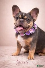 Gracie