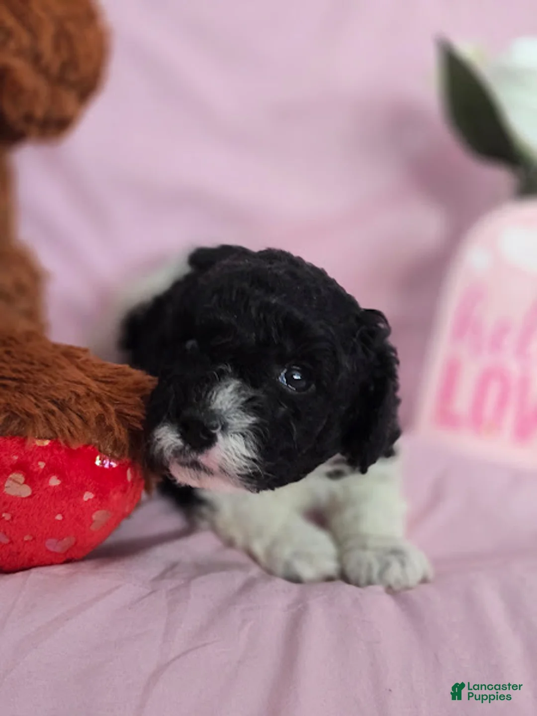 Cavapoo dogs for sale: Bear - Ad 2