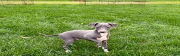 Italian Greyhound dogs for sale: Sadie  - Ad 1