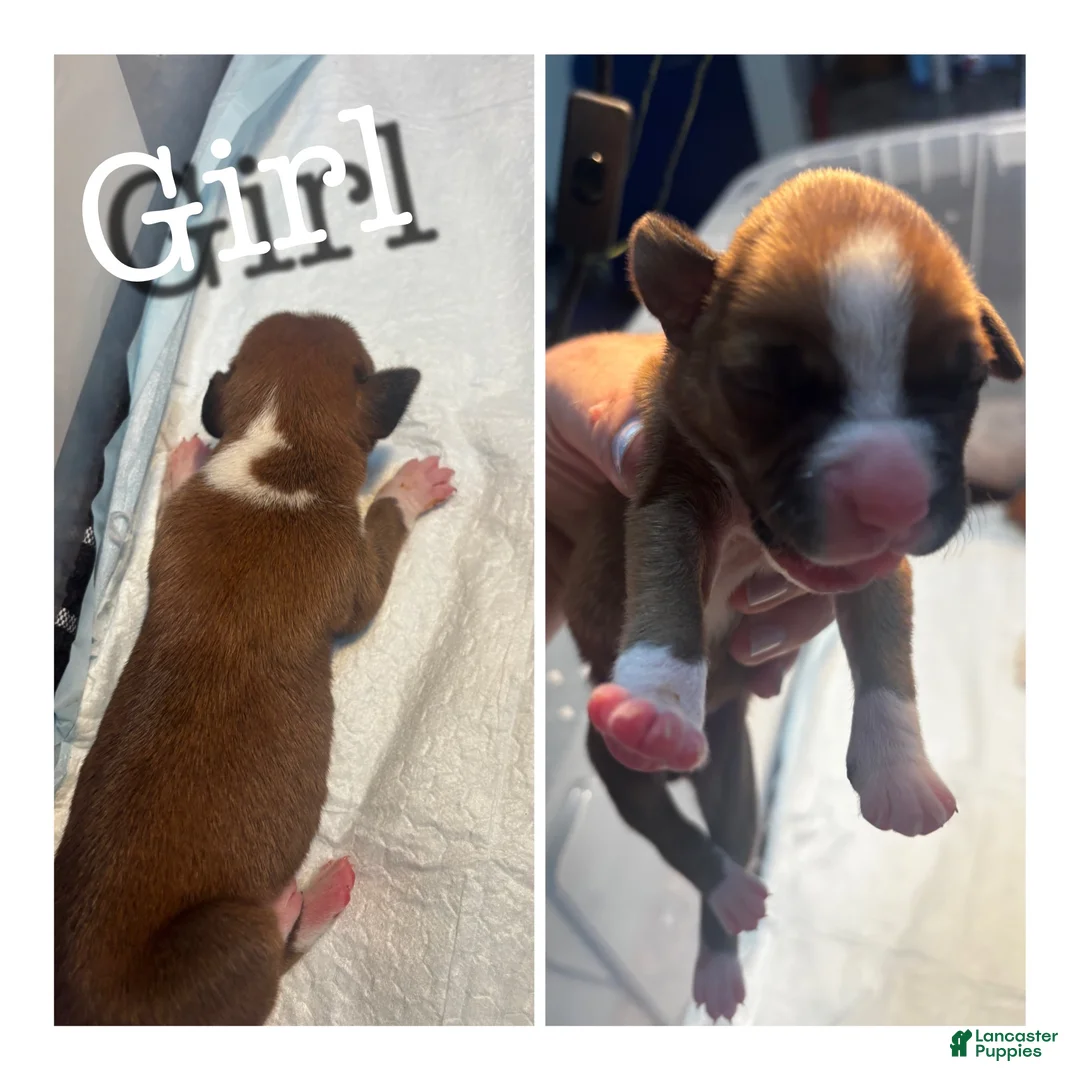 Boxer dogs for sale: Light brown female - Ad 1
