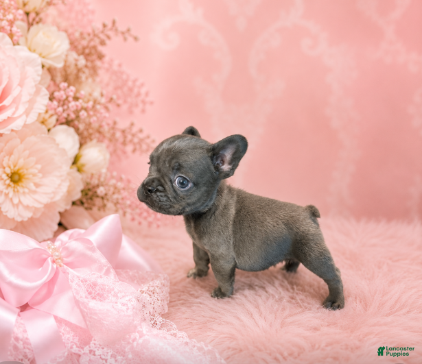 French Bulldog dogs French Bulldog 1 - Ad 4
