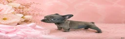 French Bulldog dogs for sale: French Bulldog 1 - Ad 1
