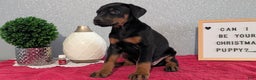 Doberman Pinscher dogs for sale: Lily - Ad 5