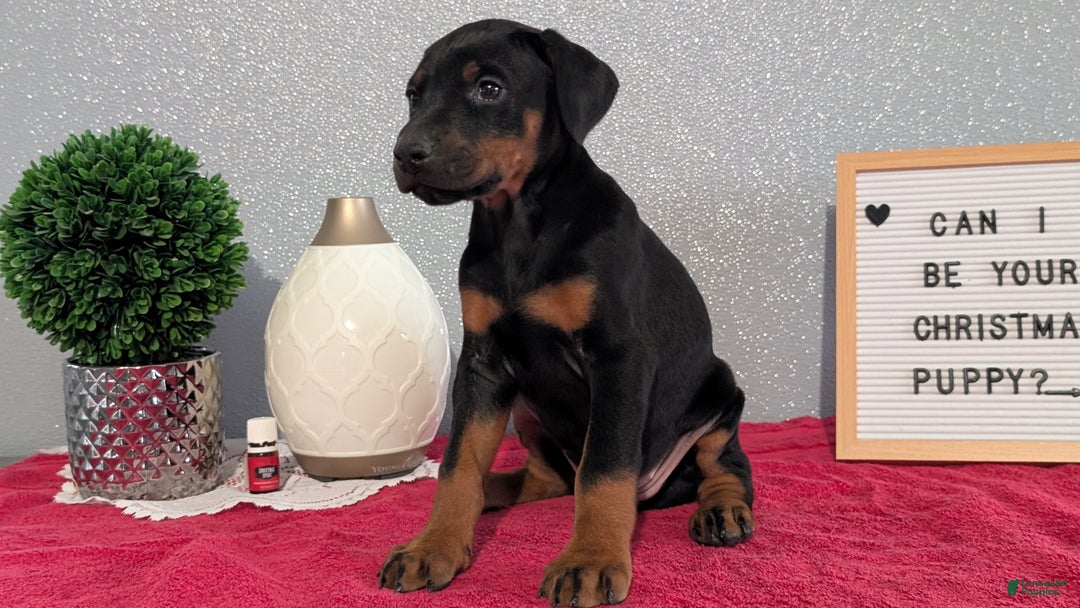 Doberman Pinscher dogs for sale: Lily - Ad 5