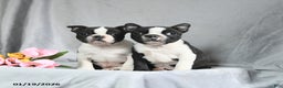 Boston Terrier dogs for sale: Benson - Ad 3