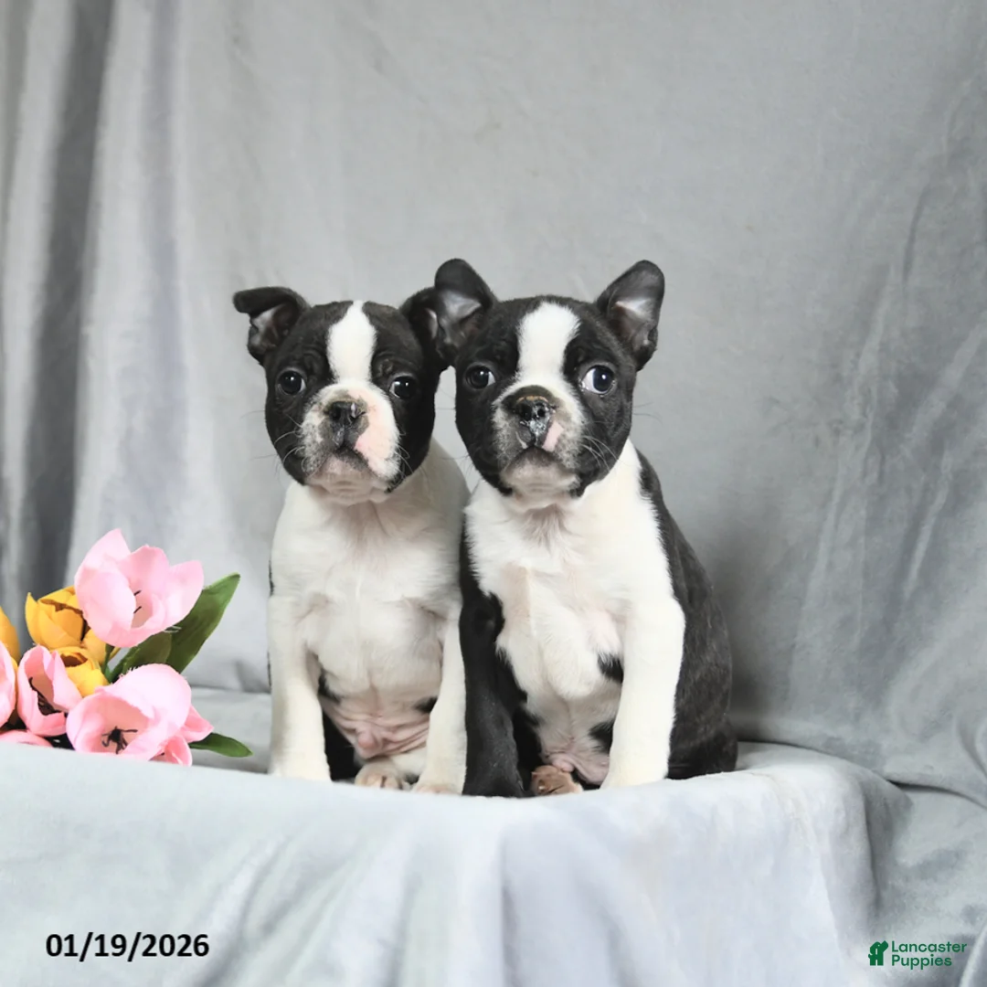 Boston Terrier dogs for sale: Benson - Ad 3