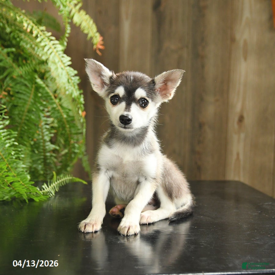 Pomsky dogs Blue  - Ad 1