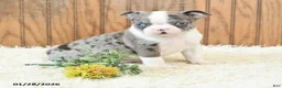 Boston Terrier dogs for sale: Master - Ad 1