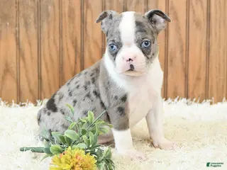 Boston Terrier dogs Master - Ad 2