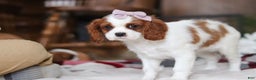 Cavalier King Charles Spaniel dogs for sale: Ivy - Ad 8