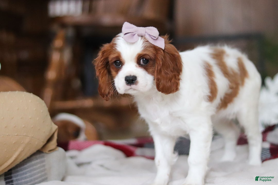 Cavalier King Charles Spaniel dogs for sale: Ivy - Ad 8