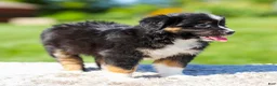 Miniature Australian Shepherd dogs for sale: Heather - Ad 4
