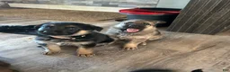 German Shepherd dogs for sale: German Shepherd 7 - Ad 2