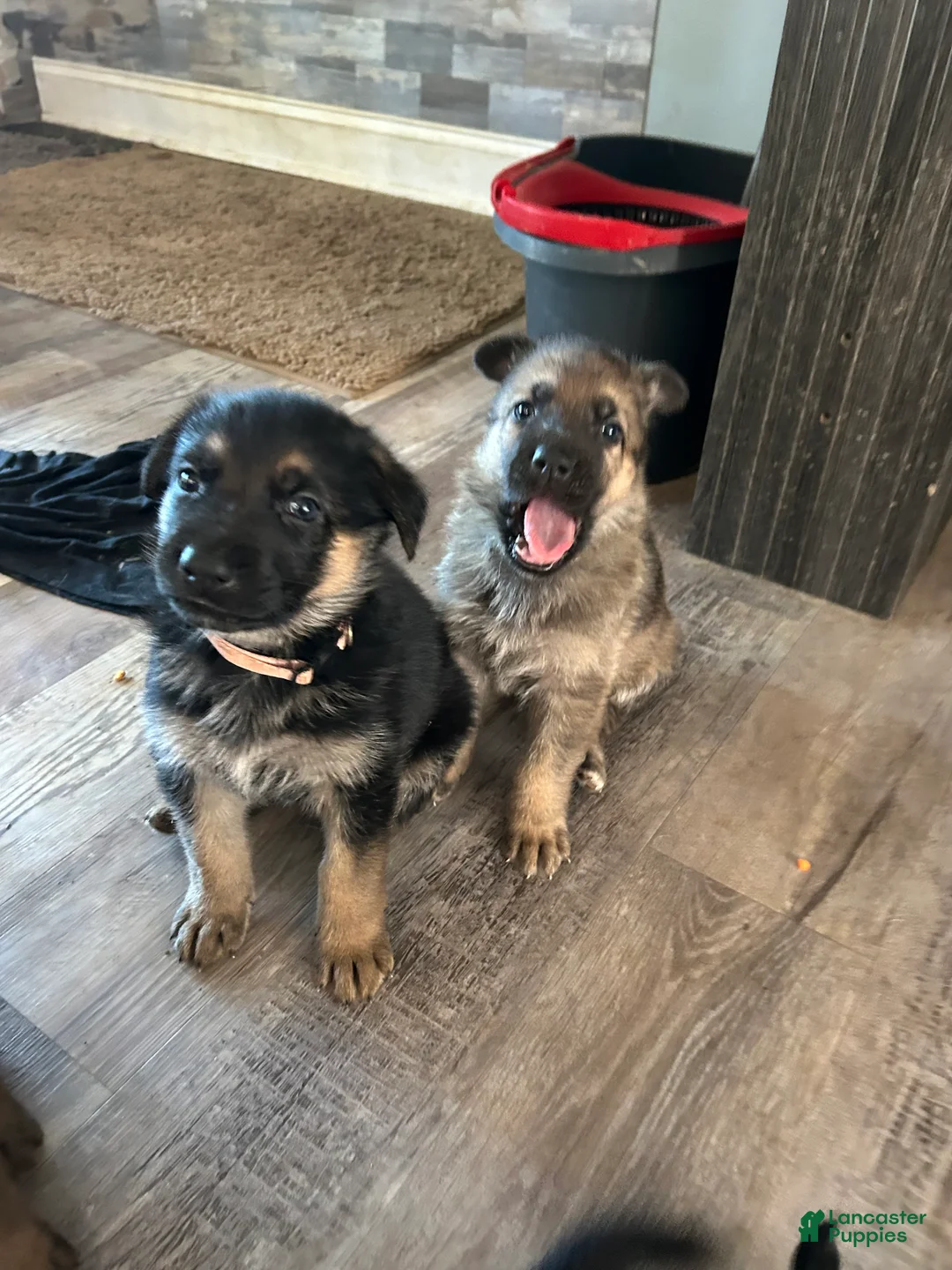 German Shepherd dogs for sale: German Shepherd 7 - Ad 2