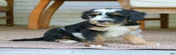 Bernedoodle dogs for sale: Earl  - Ad 3