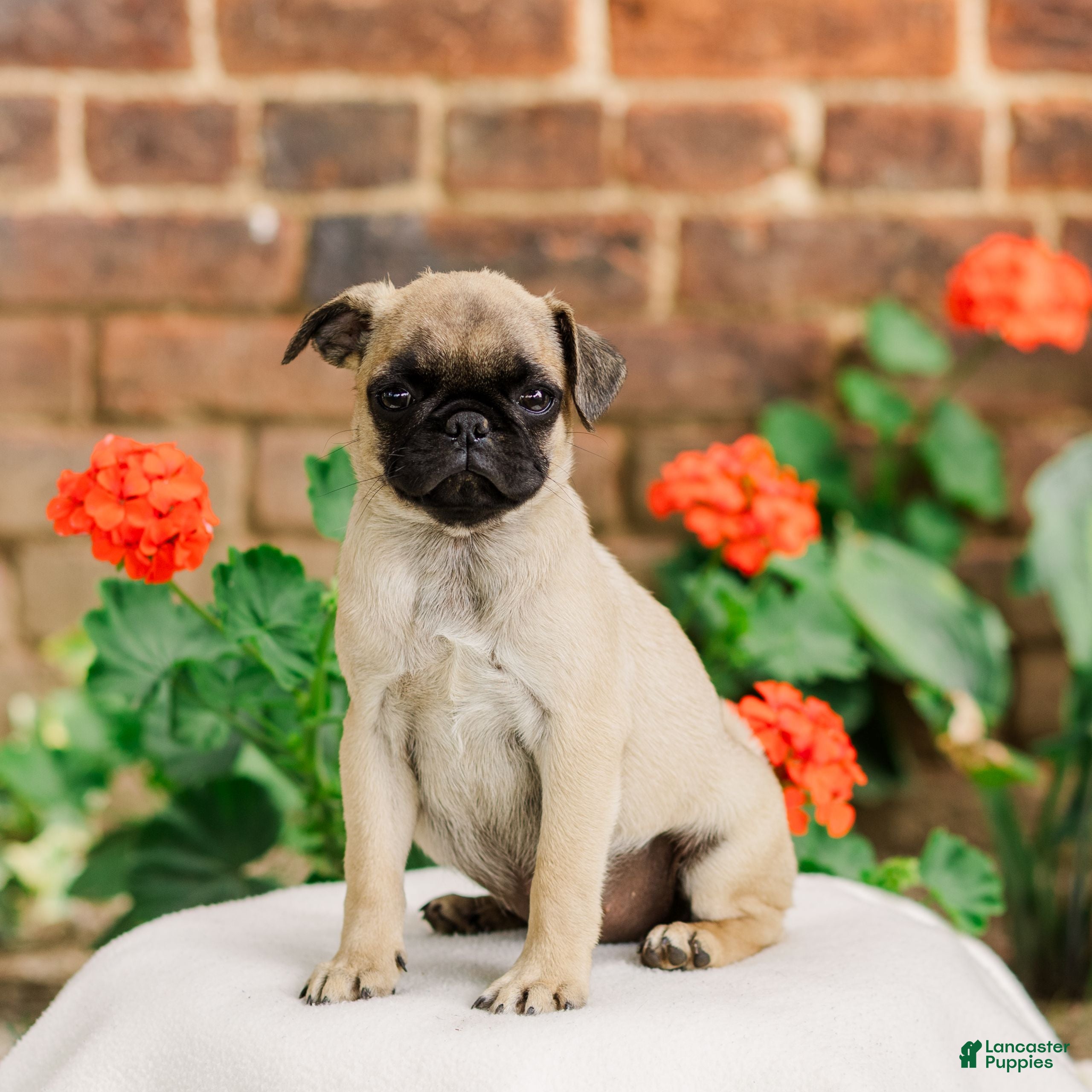 Pug dogs Sadie  - Ad 1