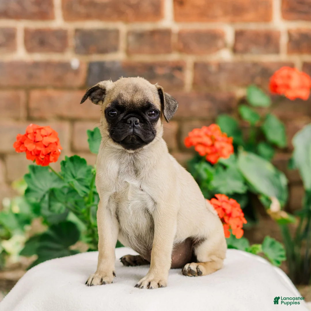 Pug dogs for sale: Sadie  - Ad 1