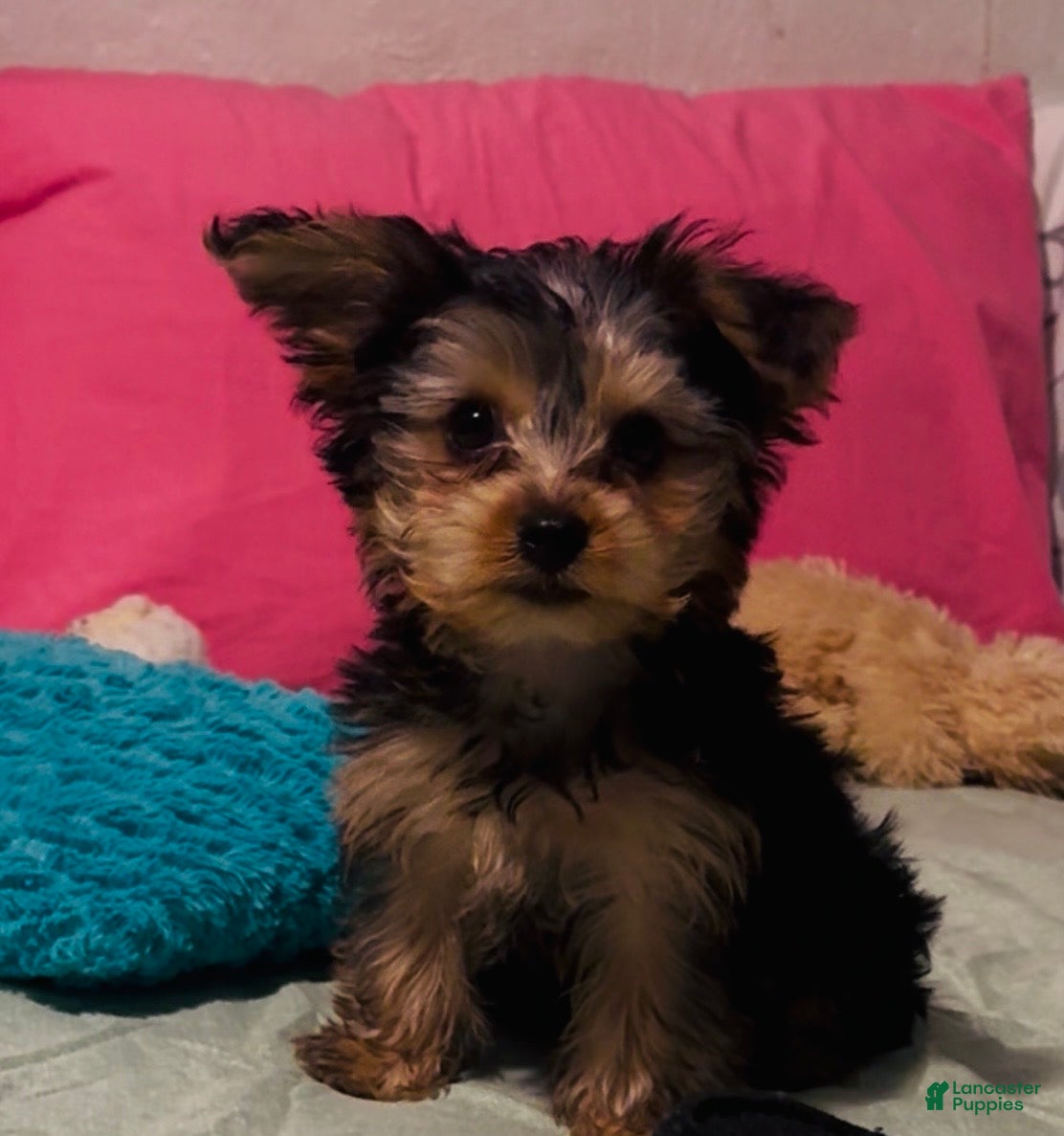 Yorkshire Terrier dogs Yorkshire Terrier  - Ad 7