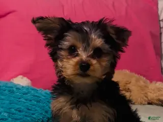 Yorkshire Terrier dogs Yorkshire Terrier - Ad 7