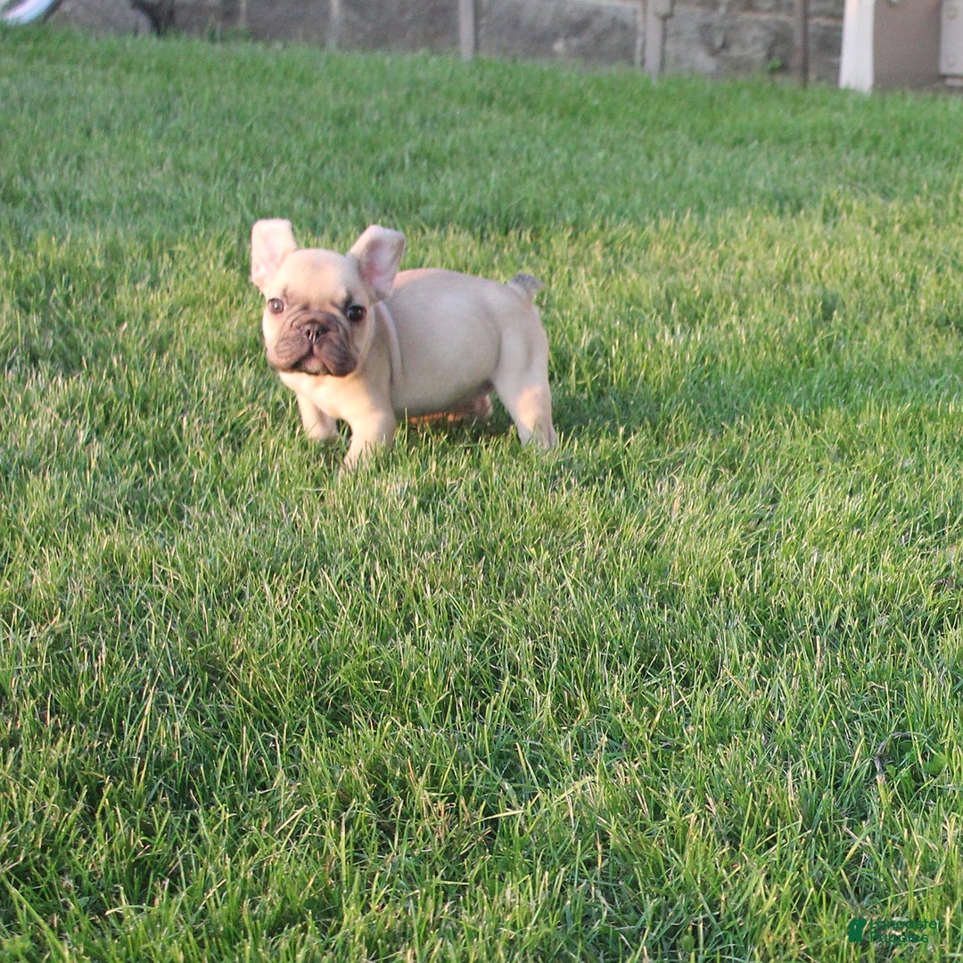 French Bulldog dogs for sale: Dale - Ad 5
