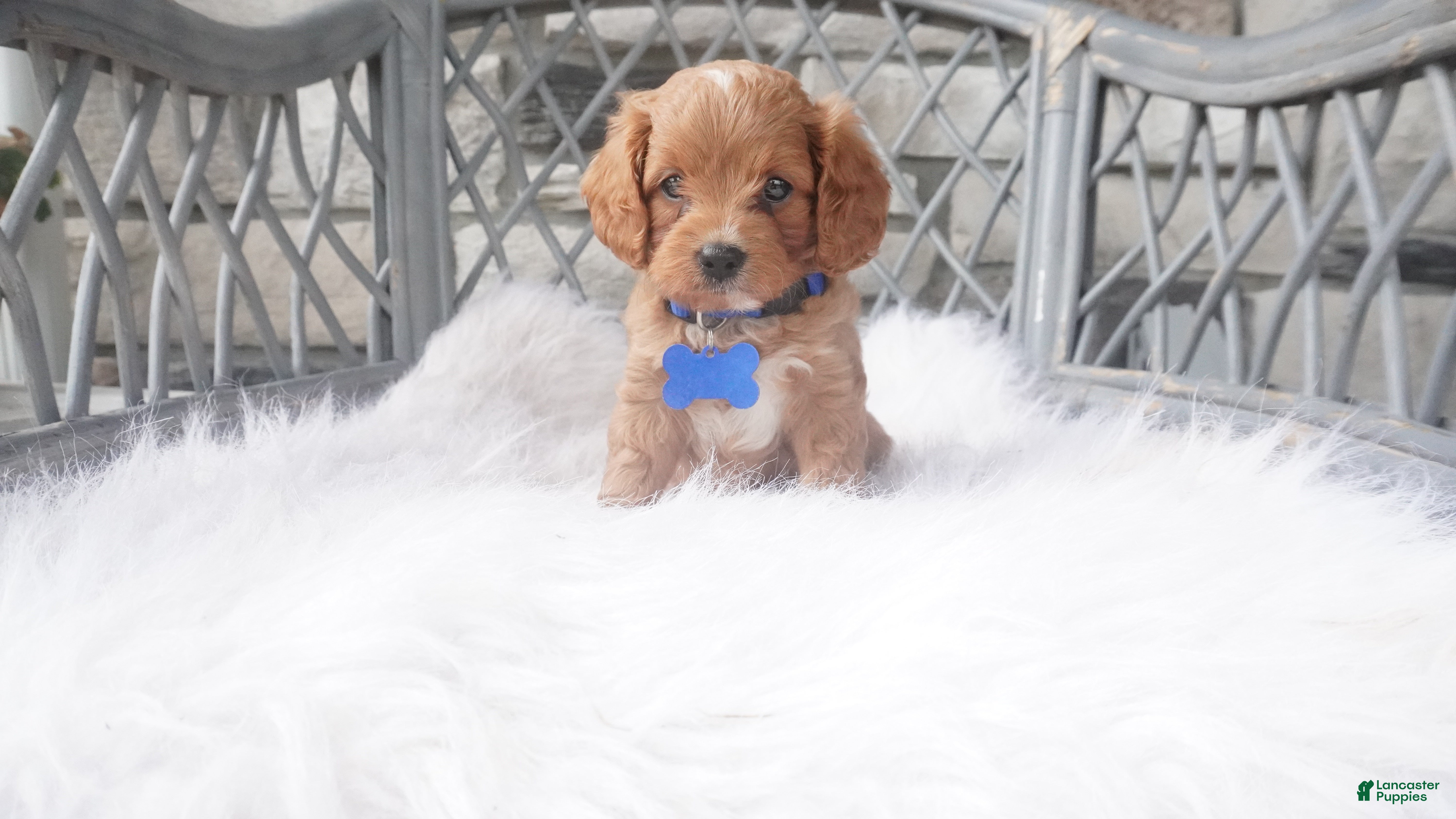Cavapoo dogs for sale: Callan  - Ad 2